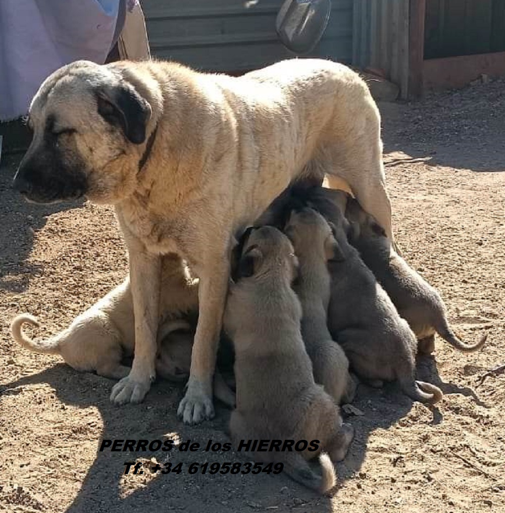 KANGAL TURCO PERROS de los hierros